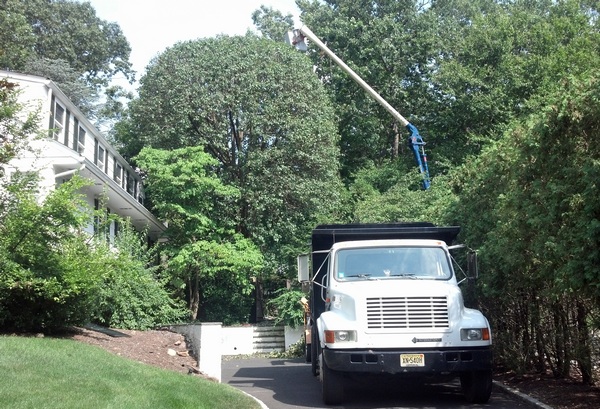 Tree Trimming