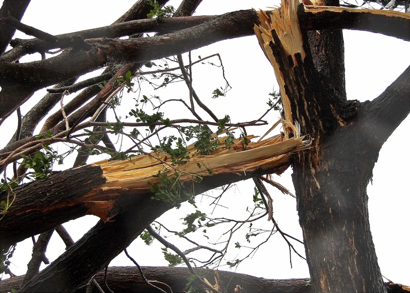  prevent emergency tree service