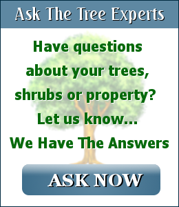 ask the tree experts