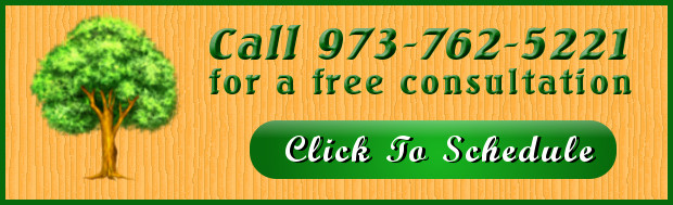 tree service free consultation