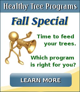 Fall Tree Care Special